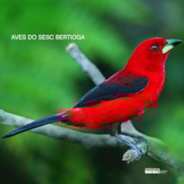 AVES DO SESC BERTIOGA
