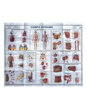 CORPO HUMANO