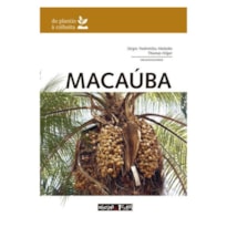 MACAÚBA: DO PLANTIO À COLHEITA