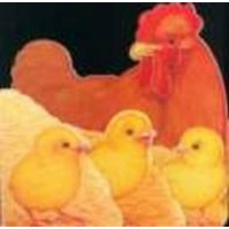 MEUS FILHOTES - PINTINHOS GRACIOSOS - 1ª