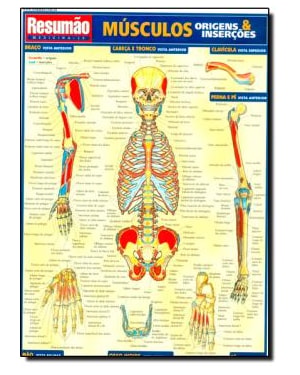 MUSCULOS: ORIGENS & INSERCOES - RESUMAO - 1