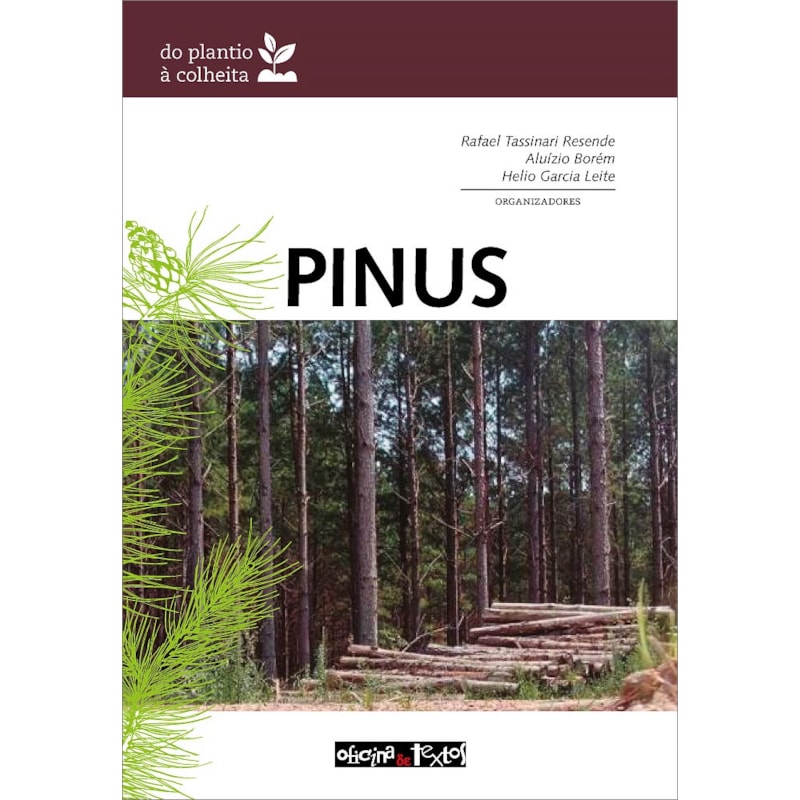 PINUS: DO PLANTIO Á COLHEITA