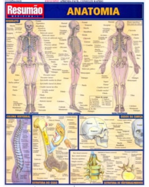RESUMAO - ANATOMIA