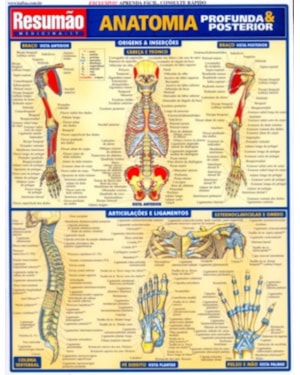 RESUMAO - ANATUMIA PROFUNDA E POSTERIOR