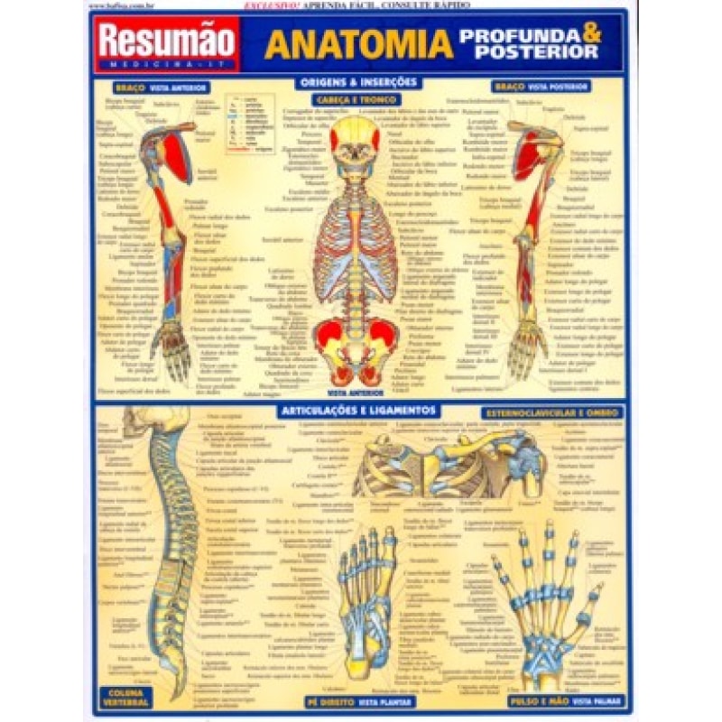 RESUMAO - ANATUMIA PROFUNDA E POSTERIOR