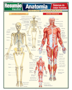 RESUMAO ESCOLAR - ANATOMIA - ENSINO FUNDAMENTAL - 1