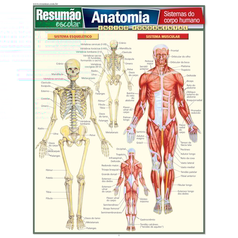 RESUMAO ESCOLAR - ANATOMIA - ENSINO FUNDAMENTAL - 1