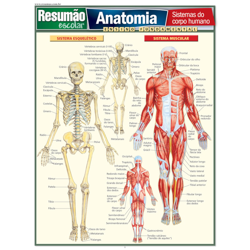 RESUMAO ESCOLAR - ANATOMIA - ENSINO FUNDAMENTAL - 1