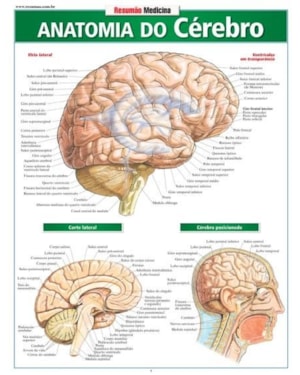 RESUMÃO MEDICINA - ANATOMIA DO CÉREBRO
