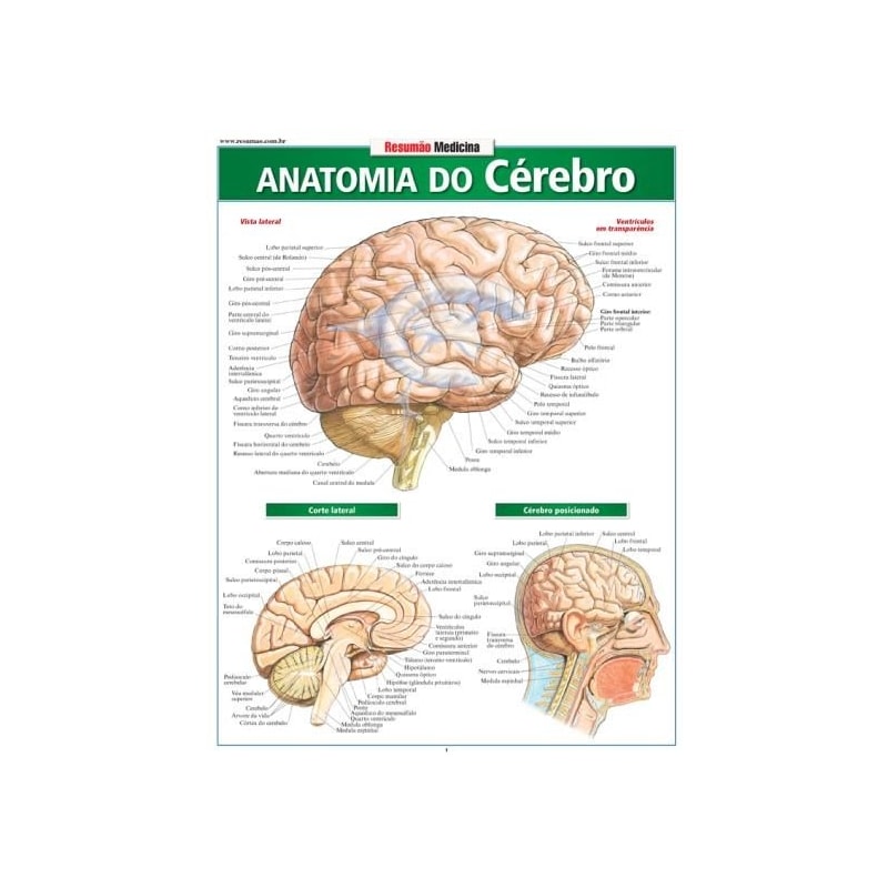 RESUMÃO MEDICINA - ANATOMIA DO CÉREBRO