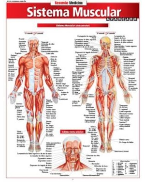 RESUMÃO MEDICINA - SISTEMA MUSCULAR AVANÇADO