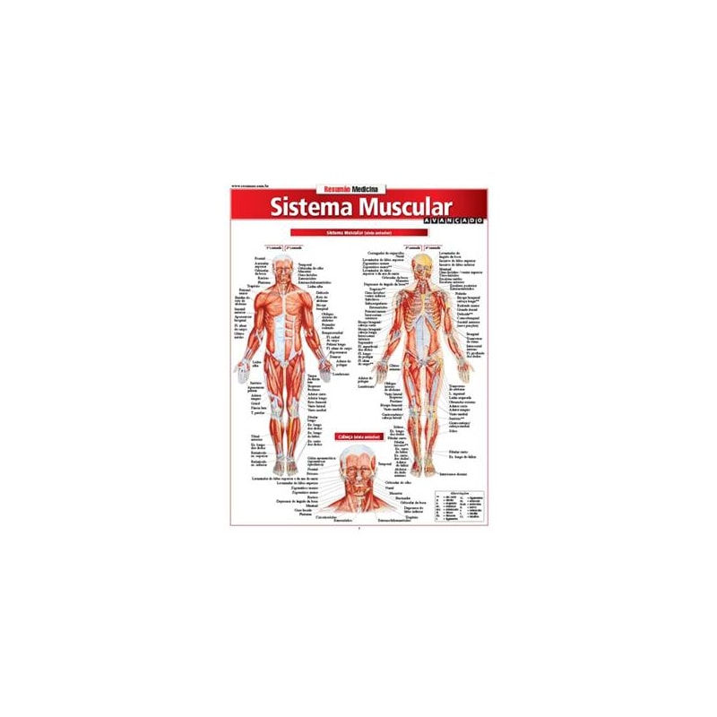 RESUMÃO MEDICINA - SISTEMA MUSCULAR AVANÇADO