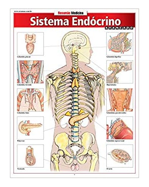 SISITEMA ENDOCRINO AVANCADO - 1