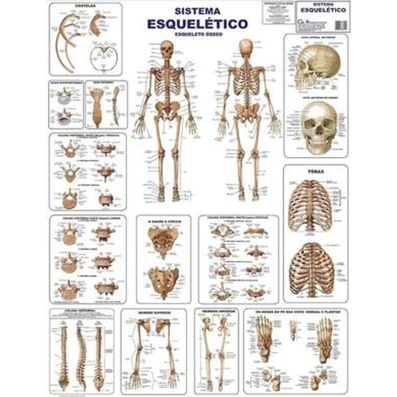 SISTEMA ESQUELÉTICO I
