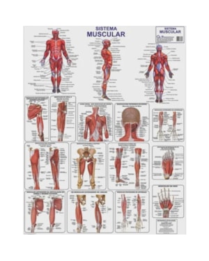 SISTEMA MUSCULAR