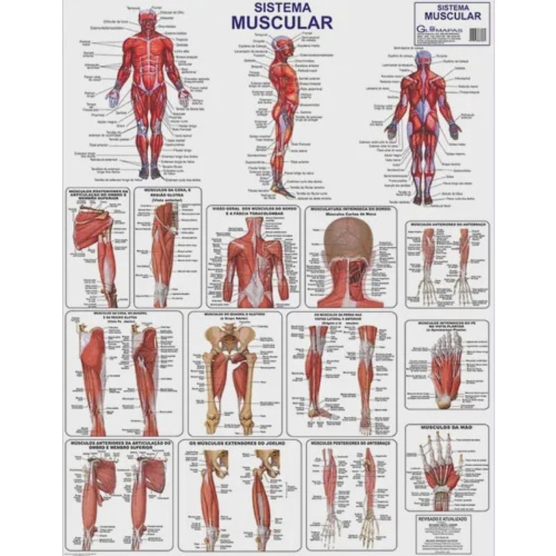 SISTEMA MUSCULAR