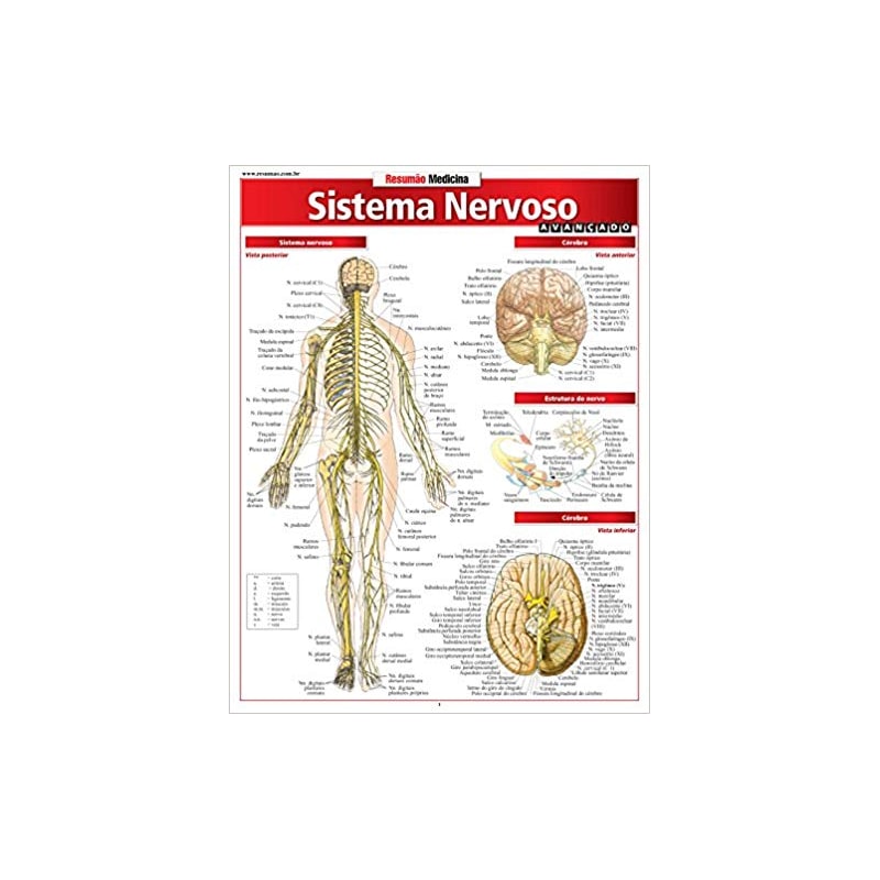SISTEMA NERVOSO AVANCADO - 1