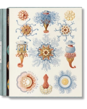 The art and science of ernst haeckel