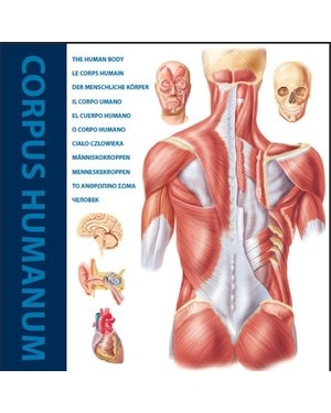 The human body